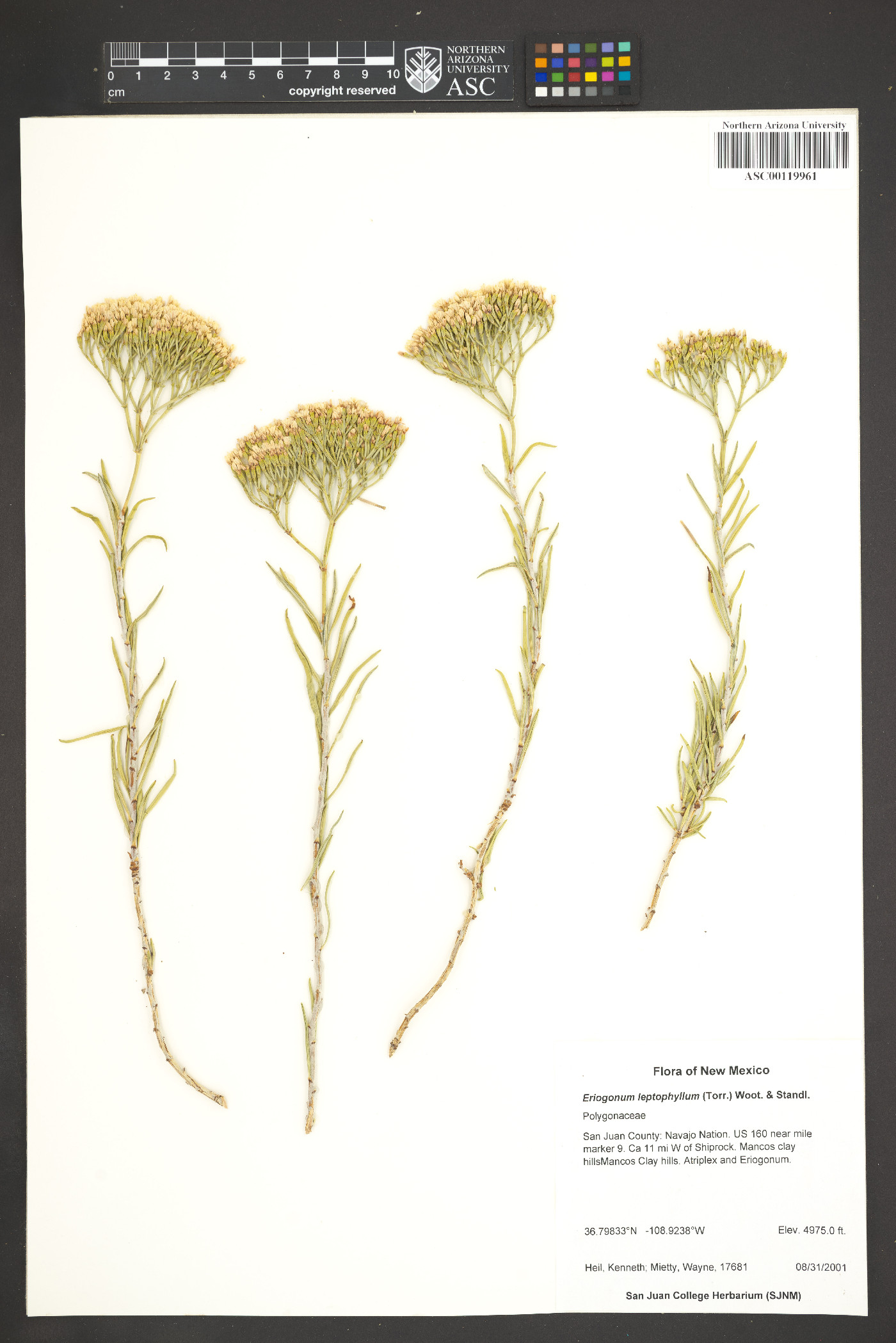 Eriogonum leptophyllum image