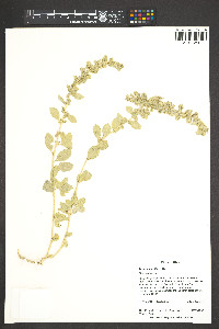 Atriplex garrettii image