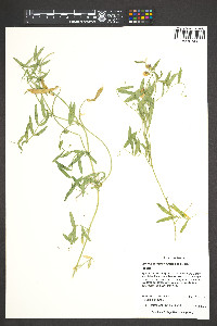 Lathyrus eucosmus image