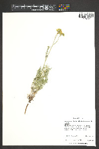 Hymenopappus filifolius var. megacephalus image