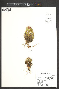 Echinocereus viridiflorus subsp. viridiflorus image