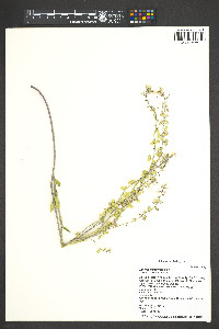 Dithyrea californica image