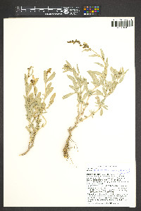 Atriplex gardneri var. cuneata image