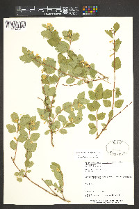 Symphoricarpos rotundifolius image