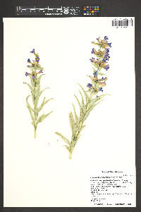 Penstemon angustifolius image