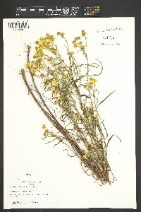 Heliomeris multiflora image