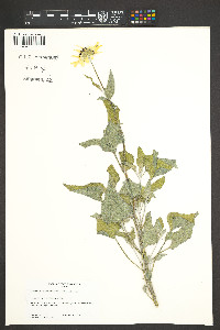 Helianthus niveus subsp. canescens image