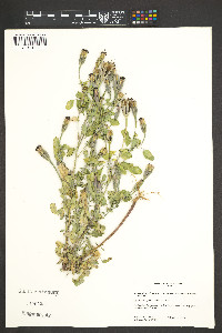 Porophyllum ruderale var. macrocephalum image