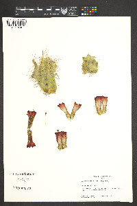 Echinocereus triglochidiatus image