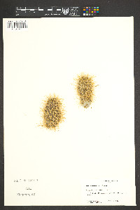 Cylindropuntia bigelovii image