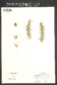 Cylindropuntia acanthocarpa image