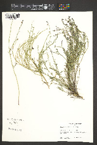 Thamnosma texanum image