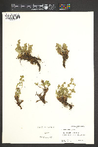 Sibbaldia procumbens image