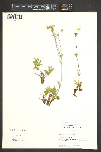 Potentilla townsendii image