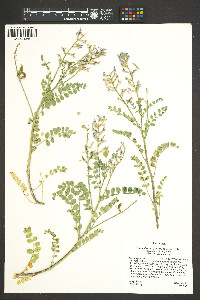 Astragalus lentiginosus var. palans image