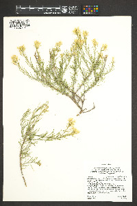 Ericameria parryi image