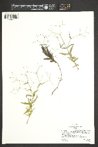 Kelloggia galioides image