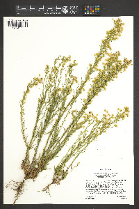 Conyza canadensis var. glabrata image