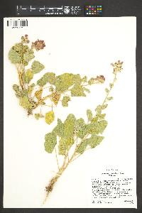 Sphaeralcea parvifolia image