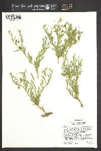 Polygala subspinosa image