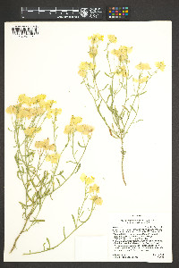 Psilostrophe sparsiflora image