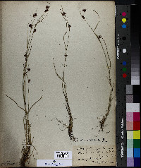 Rhynchospora glomerata image