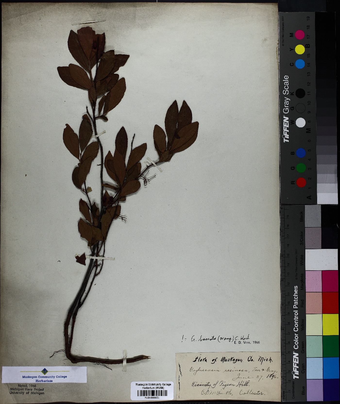 Gaylussacia resinosa image