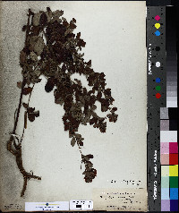 Lespedeza intermedia image