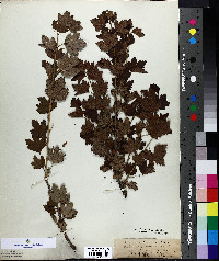 Ribes oxycanthoides image