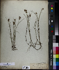 Juncus nodosus image