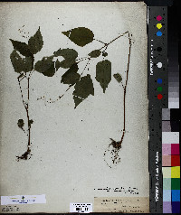 Circaea canadensis image