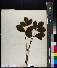 Aralia nudicaulis image