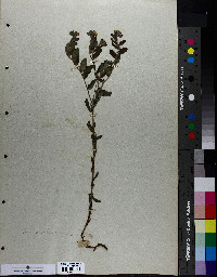 Lithospermum canescens image