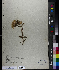 Phlox maculata image