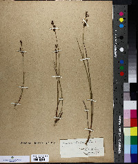 Juncus brevicaudatus image