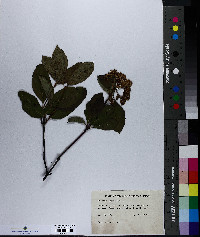 Viburnum cassinoides image