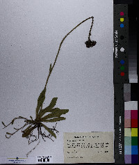 Hieracium aurantiacum image