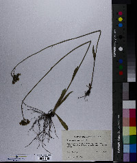 Hieracium piloselloides image