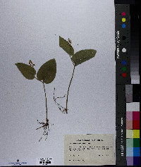 Maianthemum canadense image