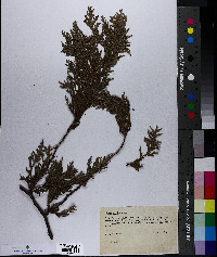 Thuja occidentalis image