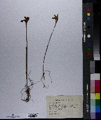 Arethusa bulbosa image