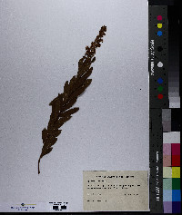 Spiraea alba image