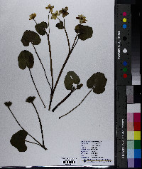 Caltha palustris image