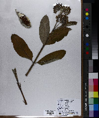 Asclepias syriaca image