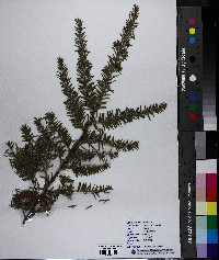 Tsuga canadensis image