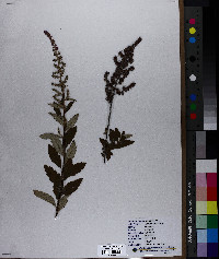 Spiraea tomentosa image