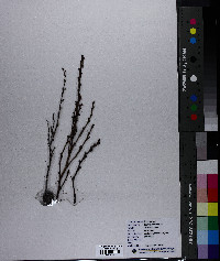 Epifagus virginiana image