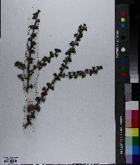 Larix laricina image