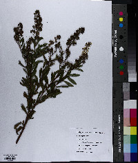 Spiraea alba image