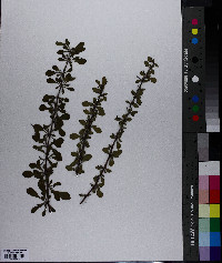 Berberis thunbergii image